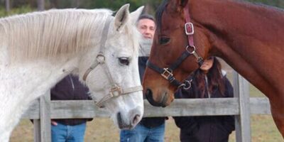 Equine therapy.