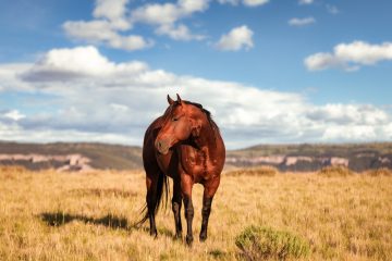 brown horse in a field
