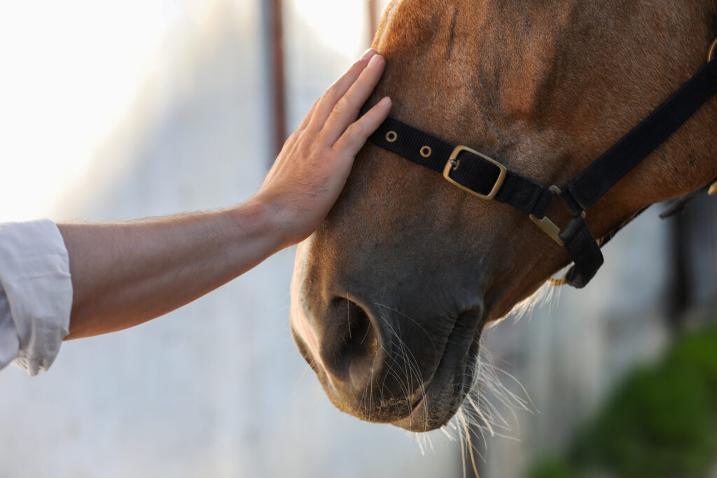 Equine Therapy in Utah