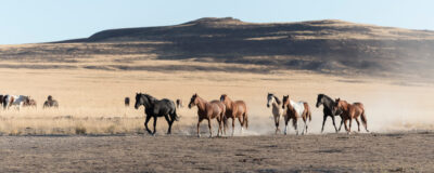 Equine Assisted Therapy at Spirit Mountain Recovery in Utah
