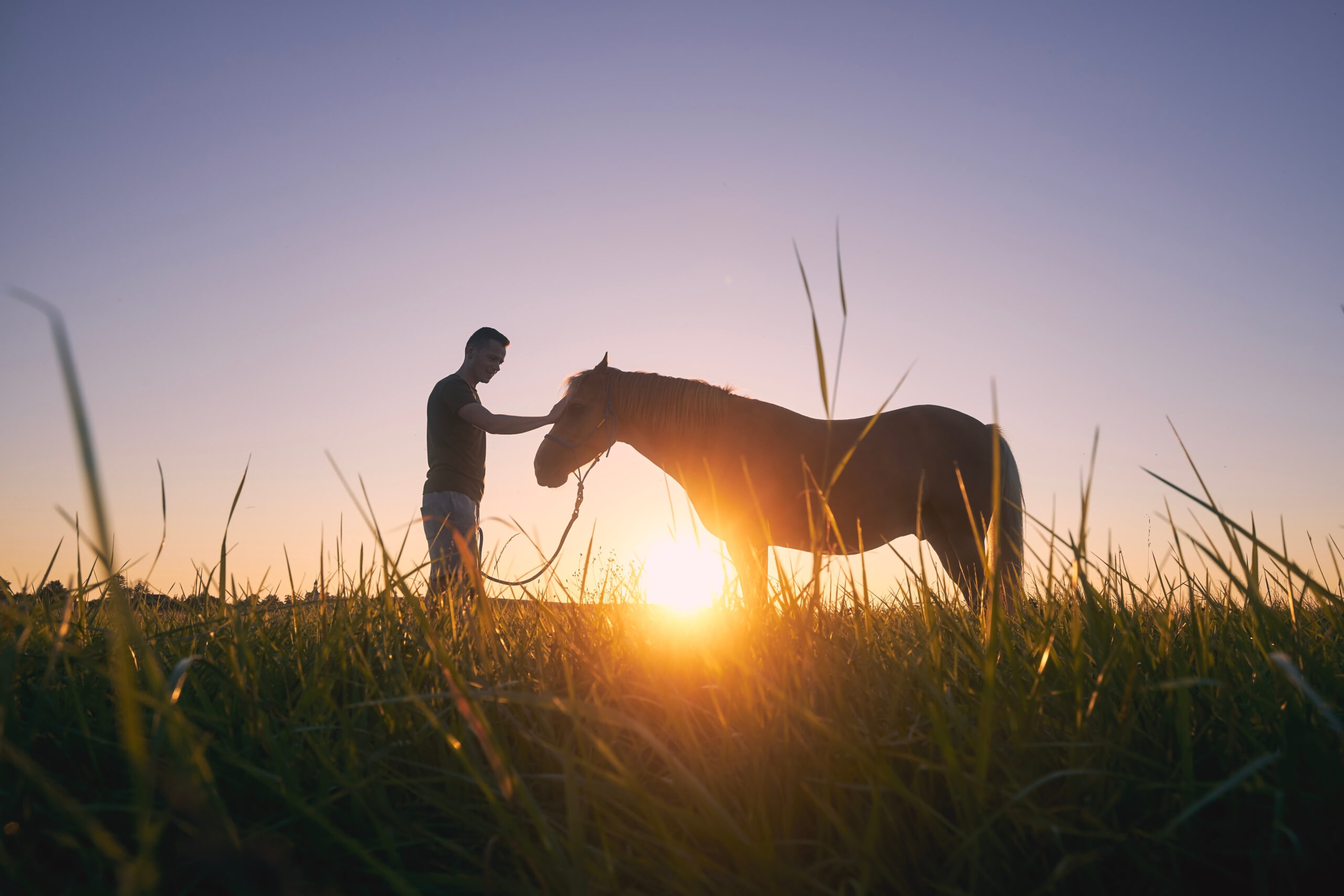 equine assisted therapy for trauma and ptsd